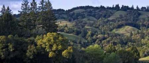 Woodland Pastures II Poster Print by Rita Crane - Item # VARPDXPSCRN183