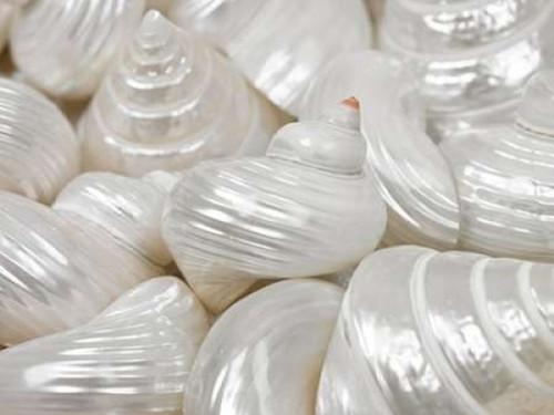 Mixed pearly sea shells close-up Poster Print by  Assaf Frank - Item # VARPDXAF20090508104