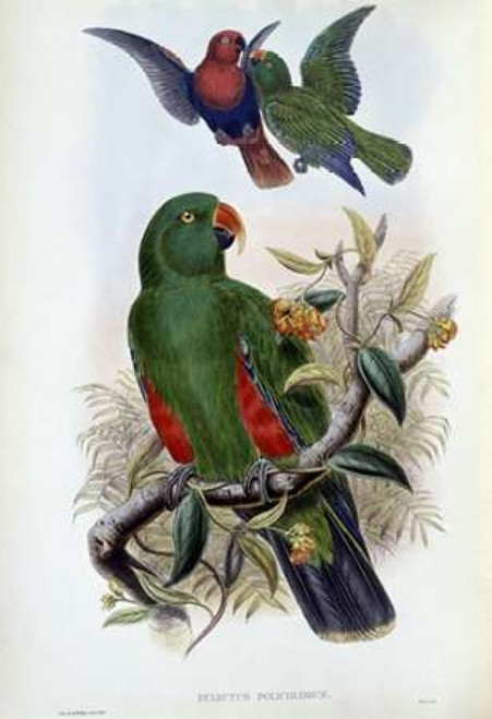 Green Lory Poster Print by  John Glover - Item # VARPDX277763