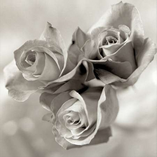 Florison - 36 Poster Print by Alan Blaustein - Item # VARPDXABFL231