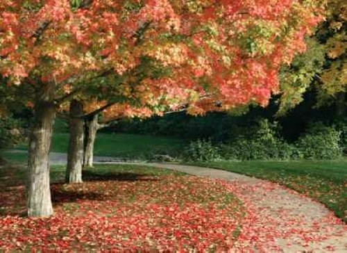 Fall Maple Fever IV Poster Print by Vitaly Geyman - Item # VARPDXPSVIT344