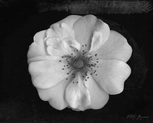 Classic Beauty Poster Print by Vitaly Geyman - Item # VARPDXVIT016