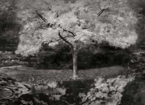 Autumn Reflections III BandW Poster Print by Vitaly Geyman - Item # VARPDXPSVIT362