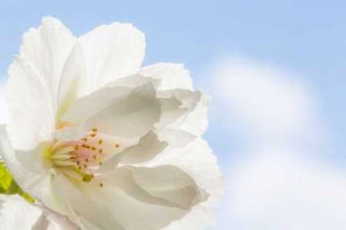 Cherry Blossoms I Poster Print by Kathy Mahan - Item # VARPDXPSMHN209