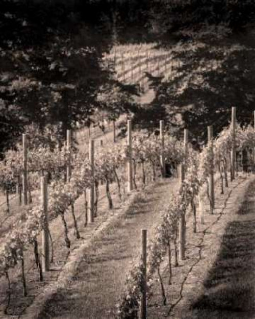 Vineyard III Poster Print by Scott Larson - Item # VARPDXPSLAR137