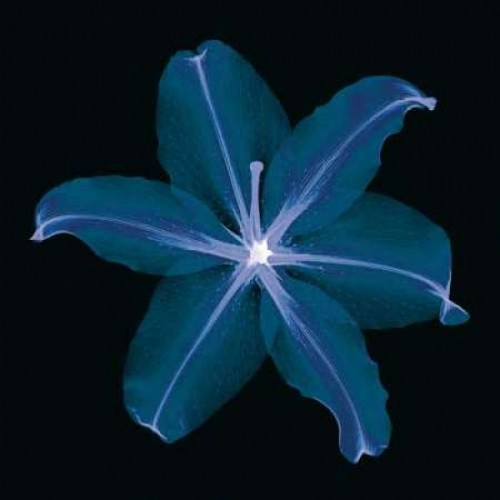 Lily Poster Print by Jim Wehtje - Item # VARPDX6655