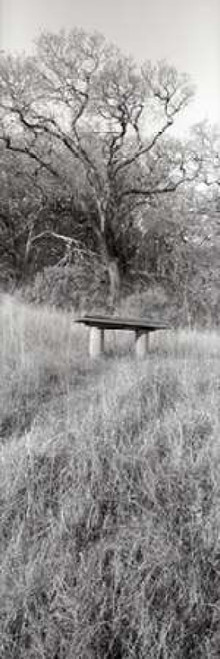 Novato Oak Poster Print by Alan Blaustein - Item # VARPDXABTRV63