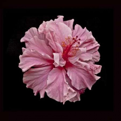 Pink Hibiscus Poster Print by Lee Peterson - Item # VARPDXPSPSN241