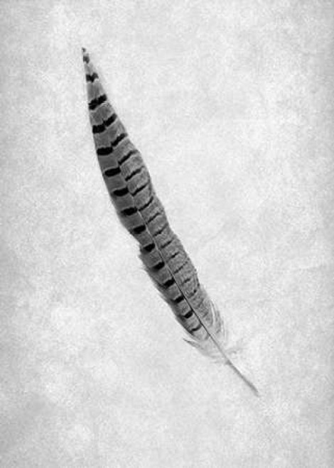Feathers - 8 Poster Print by Alan Blaustein - Item # VARPDXABSLF118