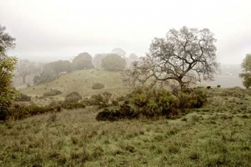 Oak Tree - 42 Poster Print by Alan Blaustein - Item # VARPDXABSFH53A Oak Tree - 42 Poster Print by Alan Blaustein - Item # VARPDXABSFH53A