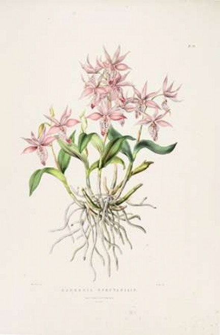 Orchid, Barkeria Spectabilis Poster Print by  Augusta Withers - Item # VARPDXAW07
