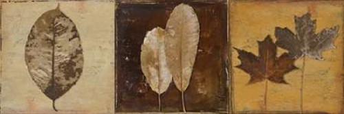 Natural Panel II Poster Print by Patricia Pinto - Item # VARPDX7887A