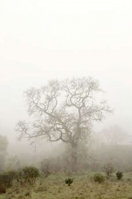 Oak Tree - 63 Poster Print by Alan Blaustein - Item # VARPDXABSFH61A