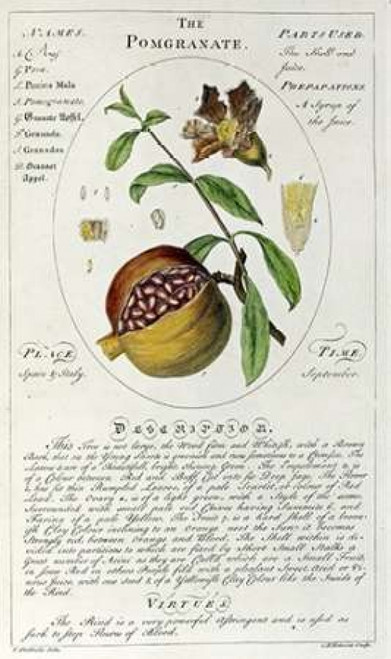 The Pomegranate Poster Print by  Timothy Sheldrake - Item # VARPDX267282