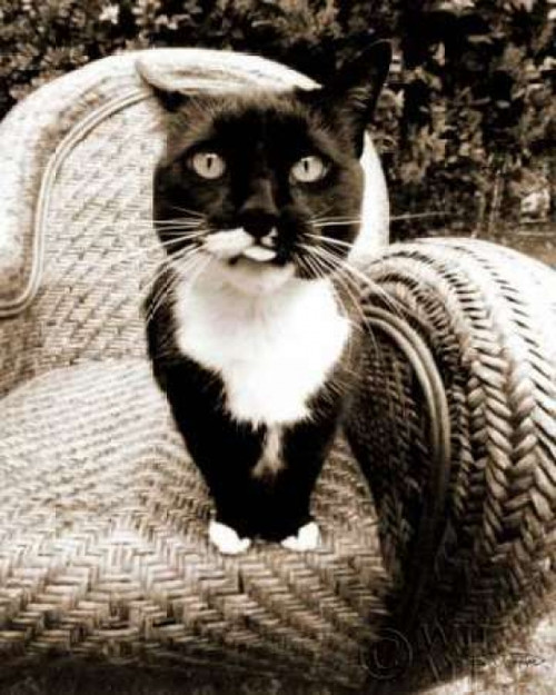 Kitty I Poster Print by Jim Dratfield - Item # VARPDX5675