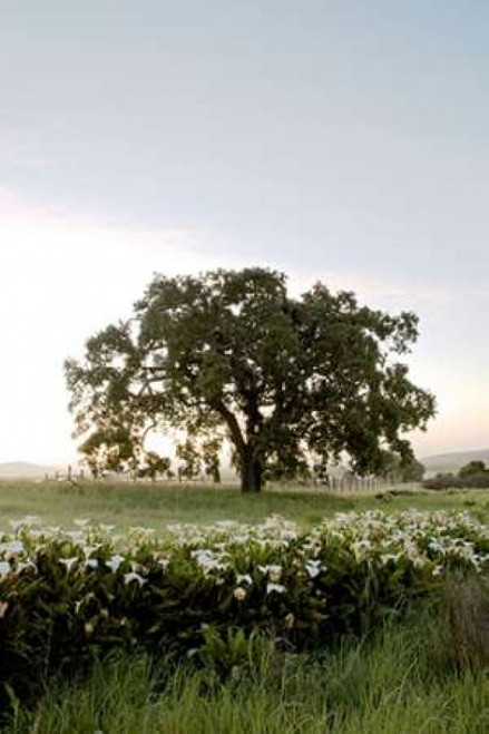 Oak Tree - 84 Poster Print by Alan Blaustein - Item # VARPDXABSFH175
