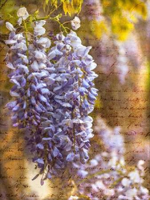Beautiful Allium flowers Poster Print by  Assaf Frank - Item # VARPDXAF20140508296C01P