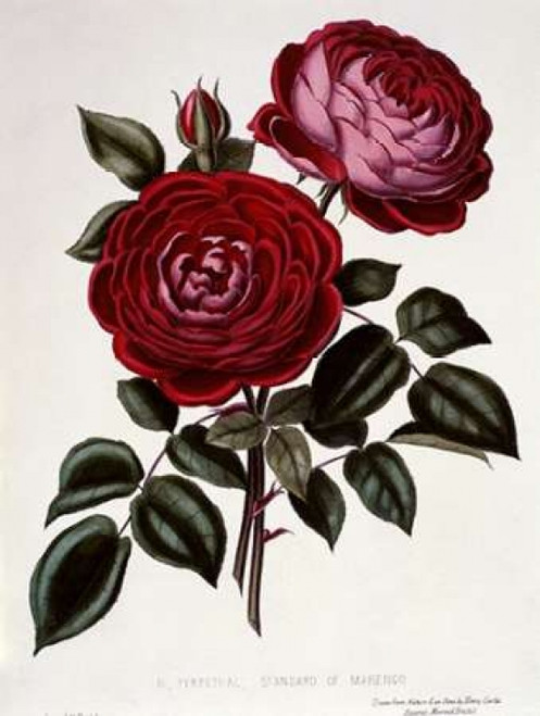 H Perpetual Standard of Marengo Poster Print by  Henry Curtis - Item # VARPDX277230