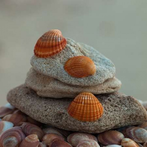Sea shells on pebbles Poster Print by  Assaf Frank - Item # VARPDXAF20121225013