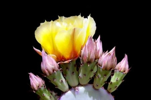 Prickly Pear Blossom and Buds Poster Print by Douglas Taylor - Item # VARPDXPSTLR485