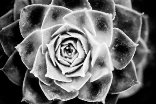 Monochrome Succulent III Poster Print by Erin Berzel - Item # VARPDXPSBZL874