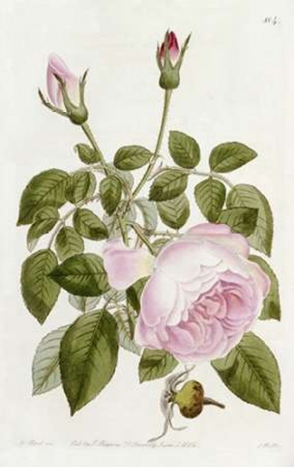 Illustration From The Botanical Register Poster Print by  John Lindley - Item # VARPDX266777
