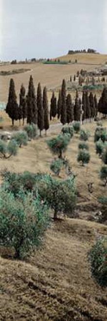 Tuscany - 13 Poster Print by Alan Blaustein - Item # VARPDXABITV389