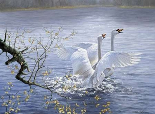Swans Poster Print by Peter Motz - Item # VARPDXPM199006