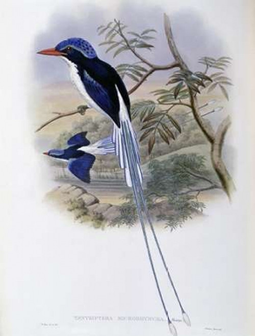 Port-Moresby Racket-Tailed Kingfisher Poster Print by  John Glover - Item # VARPDX277778