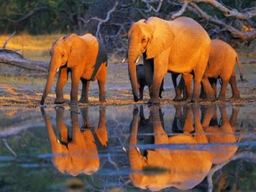African elephants, Okavango, Botswana Poster Print by  Frank Krahmer - Item # VARPDX3FK3119
