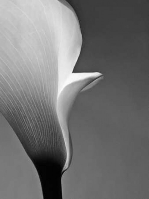 Calla No. 5 Poster Print by  PhotoINC Studio - Item # VARPDXIN2365