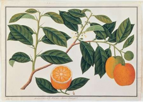 Macao Oranges Poster Print by  19th C Anonymous