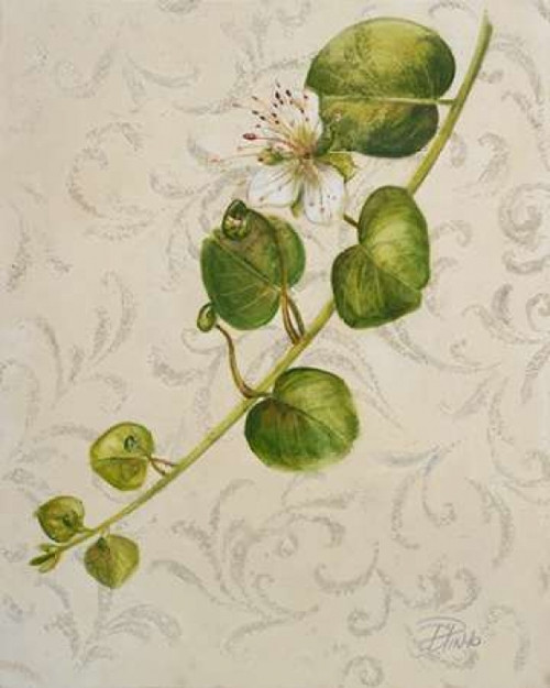 Botanica I Poster Print by Patricia Pinto - Item # VARPDX6189