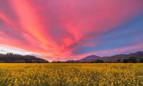 Spring Sunset Napa Valley Poster Print by  Elizabeth Carmel - Item # VARPDXC1118D
