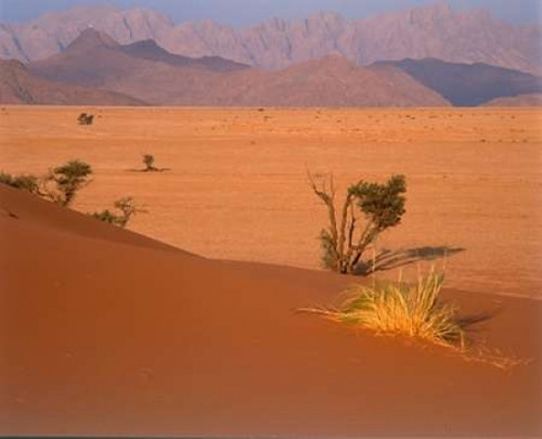 Grasses, Trees, Sand Dunes Sahara Poster Print by  Cyril Blue - Item # VARPDXCET25