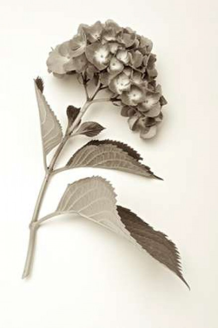 Garden Bloom - 1 Poster Print by Alan Blaustein - Item # VARPDXABLF200