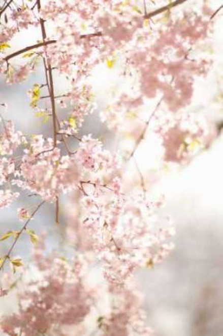 Soft Blooms V Poster Print by Karyn Millet - Item # VARPDXPSMLT341