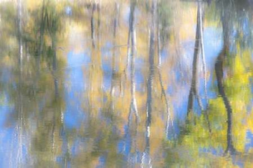 Tree Reflections I Poster Print by Kathy Mahan - Item # VARPDXPSMHN247