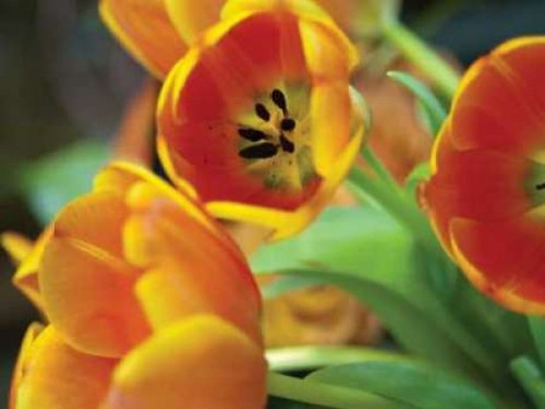 Orange Tulips I Poster Print by Erin Berzel - Item # VARPDXPSBZL222