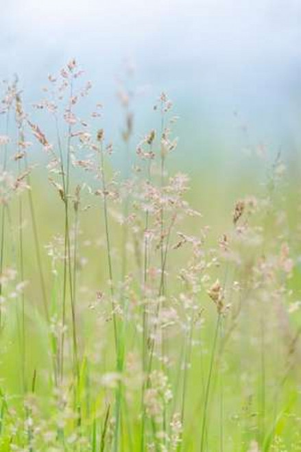 Guillemot Cove Grasses I Poster Print by Kathy Mahan - Item # VARPDXPSMHN437