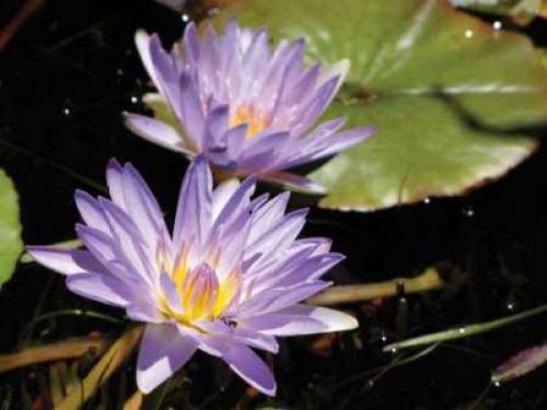 Violet Water Lily I Poster Print by Dana Underdahl - Item # VARPDXPSUND211 Violet Water Lily I Poster Print by Dana Underdahl - Item # VARPDXPSUND211
