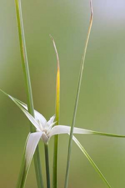 Star Grass II Poster Print by Kathy Mahan - Item # VARPDXPSMHN571