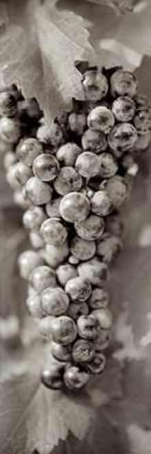 Grapes Pano - 8 Poster Print by Alan Blaustein - Item # VARPDXABGR8