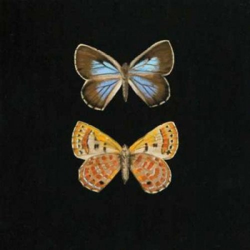 Pair of Butterflies on Black Poster Print by Joanna Charlotte - Item # VARPDXCJP504