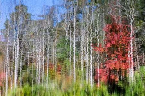Forest Reflections I Poster Print by Kathy Mahan - Item # VARPDXPSMHN548