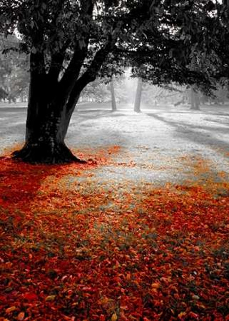 Autumn Contrast Poster Print by PhotoINC Studio - Item # VARPDXIN30796