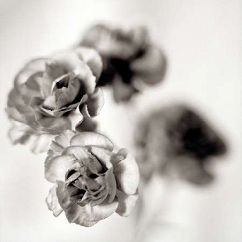 Florison - 39 Poster Print by Alan Blaustein - Item # VARPDXABFL227