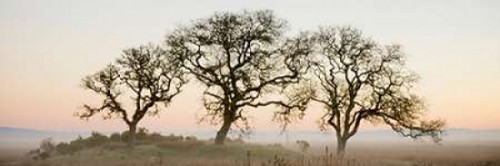 Oak Tree - 30 Poster Print by Alan Blaustein - Item # VARPDXABSFH49