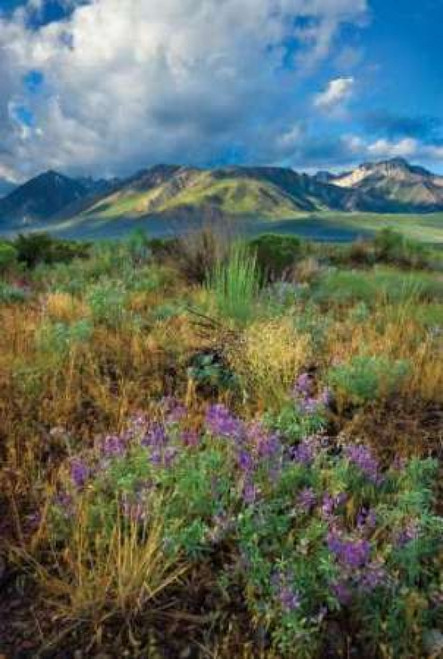 Eastern Sierra III Poster Print by Mark Geistweite - Item # VARPDXPSGWT114