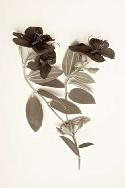 Garden Bloom - 6 Poster Print by Alan Blaustein - Item # VARPDXABLF206